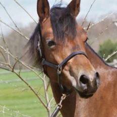 Connemara Møllekærs Irish Coffee 