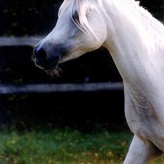 Arabisk fuldblod (OX) Sherifa SCID/CA fri