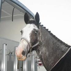 Dansk Varmblod Juncher (R.I.P.)