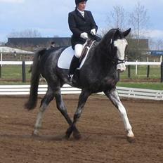 Dansk Varmblod Juncher (R.I.P.)