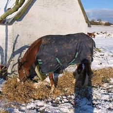 Arabisk fuldblod (OX) Indian Kapella