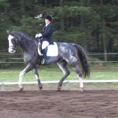 Dansk Varmblod Juncher (R.I.P.)