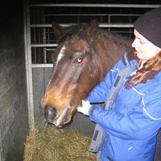 Anden særlig race Mitsi