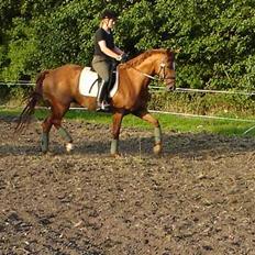 Dansk Varmblod Michelle M RIP.