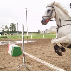 Connemara Conall (SOLGT)