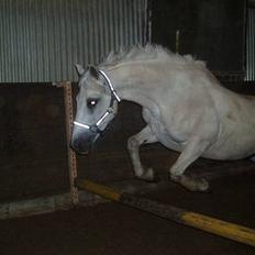 Connemara Conall (SOLGT)