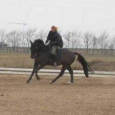 Anden særlig race Cæsar