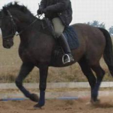 Anden særlig race Cæsar