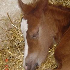 Welsh Cob (sec D) Haymos Zoe 