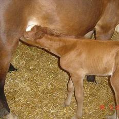 Welsh Cob (sec D) Haymos Zoe 
