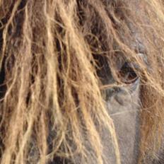 Shetlænder Balder RIP