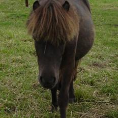 Shetlænder Balder RIP