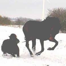 Shetlænder Balder RIP