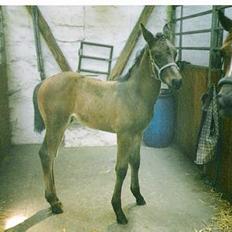 Dansk Varmblod Castello-aflivet