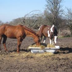 Dansk Varmblod Michelle M RIP.