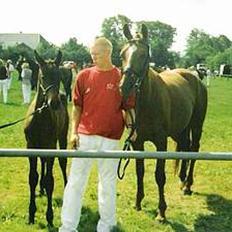 Dansk Varmblod Castello-aflivet