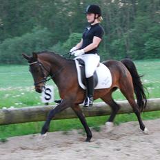 New Forest Elmholts Odessa SOLGT