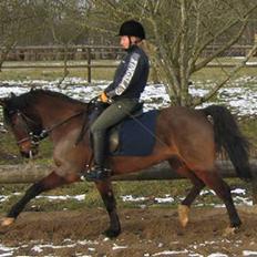 New Forest Elmholts Odessa SOLGT