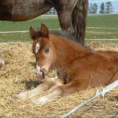 Welsh Cob (sec D) Lillelunds D'Artagnan