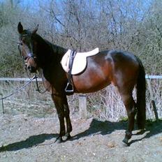 Anden særlig race Destiny´s child