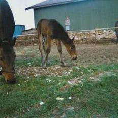 Anden særlig race Destiny´s child