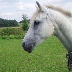 Connemara Conall (SOLGT)