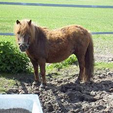 Shetlænder Naomi V. Schillig