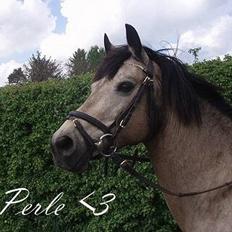 Connemara Perle (solgt) <33