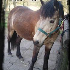 Connemara Perle (solgt) <33