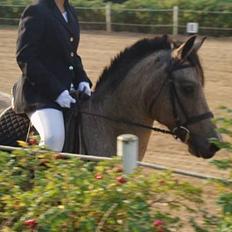 Connemara Perle (solgt) <33