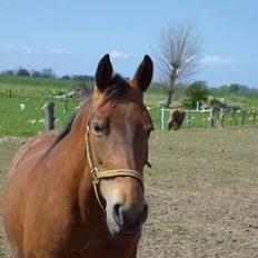 Frederiksborg Zhabel