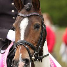 Anden særlig race Miss Dixie (solgt)