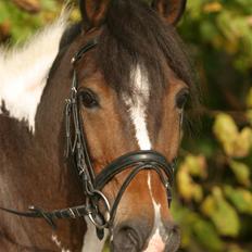 Anden særlig race Miss Dixie (solgt)
