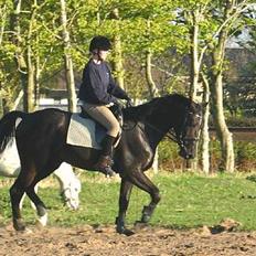 Dansk Varmblod Zaigon