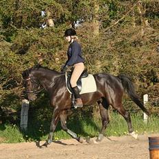 Dansk Varmblod Zaigon