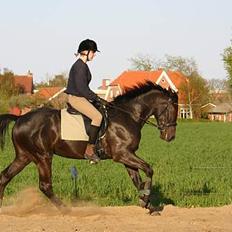 Dansk Varmblod Zaigon