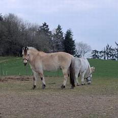 Fjordhest Klaus