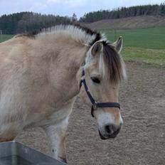 Fjordhest Klaus
