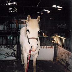 Anden særlig race Jolly *EFTERLYSNING*