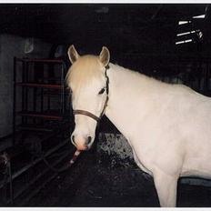 Anden særlig race Jolly *EFTERLYSNING*