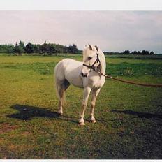 Anden særlig race Jolly *EFTERLYSNING*