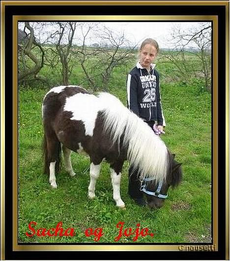 Shetlænder Jojo. - Her er vi så ude at gå en lille tur. billede 1