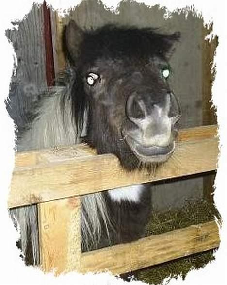 Shetlænder Jojo. - Jeg skal da også lige se hvad der sker her i stalden. billede 2