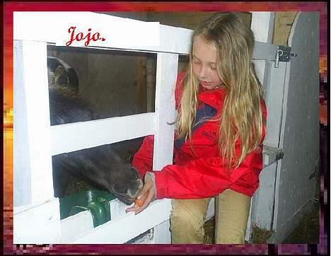 Shetlænder Jojo. - Så skal vi da lige ha en gulerod. (efter vi har fået bygget og malet) billede 3