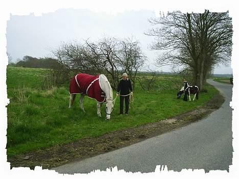 Shetlænder Jojo. - Her er vi så ude at gå sammen med min mormor og hendes hest Anne. billede 4