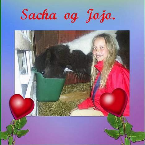 Shetlænder Jojo. - Ja så blev det fodringstid. billede 5