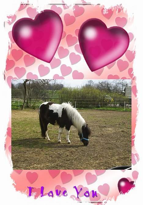 Shetlænder Jojo. - så er jeg lige lidt på fold. billede 6