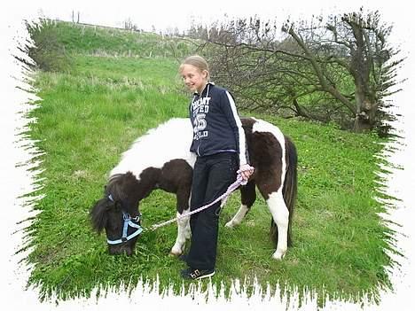 Shetlænder Jojo. - Her går vi også tur. billede 7