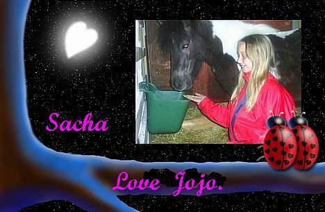 Shetlænder Jojo. - Ja her hygger vi lidt under fodringen billede 8