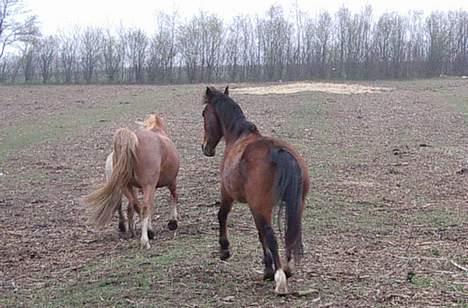 Anden særlig race Tanja billede 4